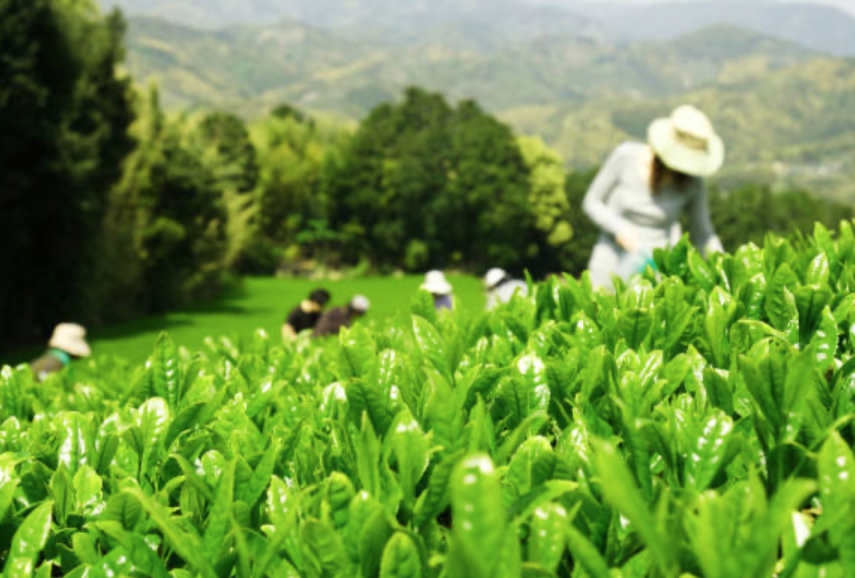 Japanese Premium Hamasa-En Wa No loose leaf Sencha Green Tea (40g).Free Shipping