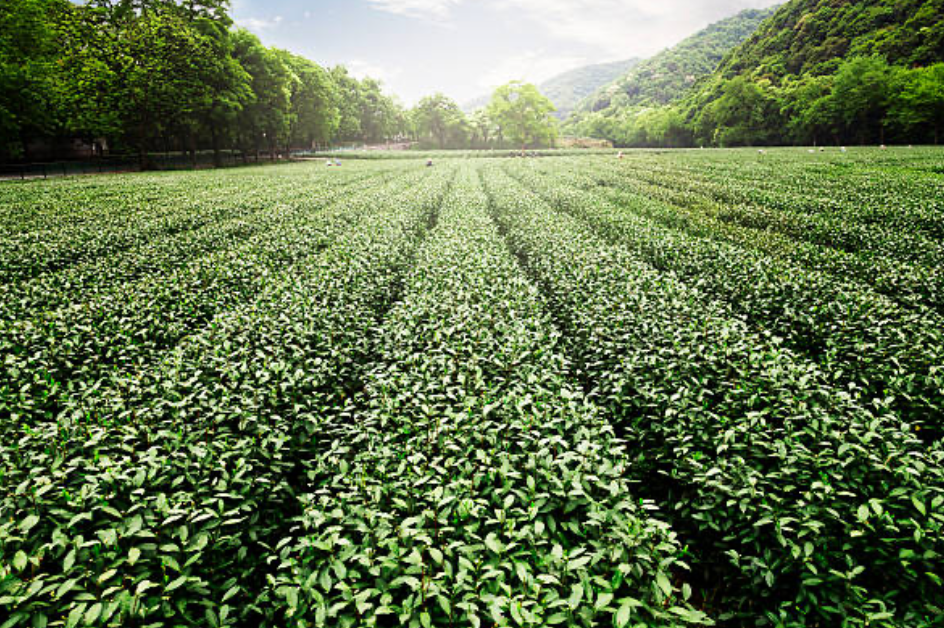 Japanese Green Tea IYEMON Cha Fukamushicha Koi (Strong) 100g From Japan