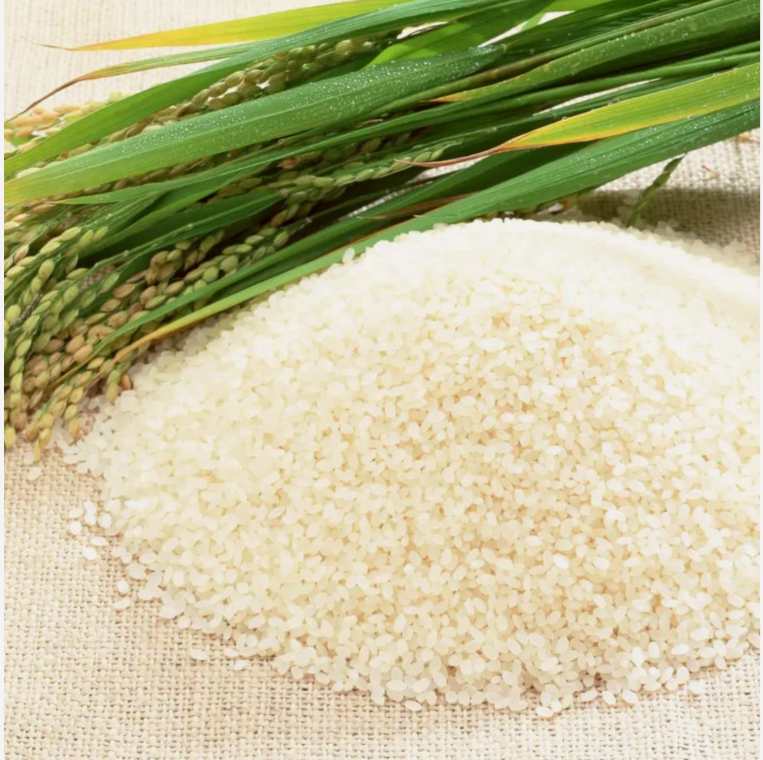 Kagayaki 有機米 - Organic Premium Short Grain Rice 4.4 lbs