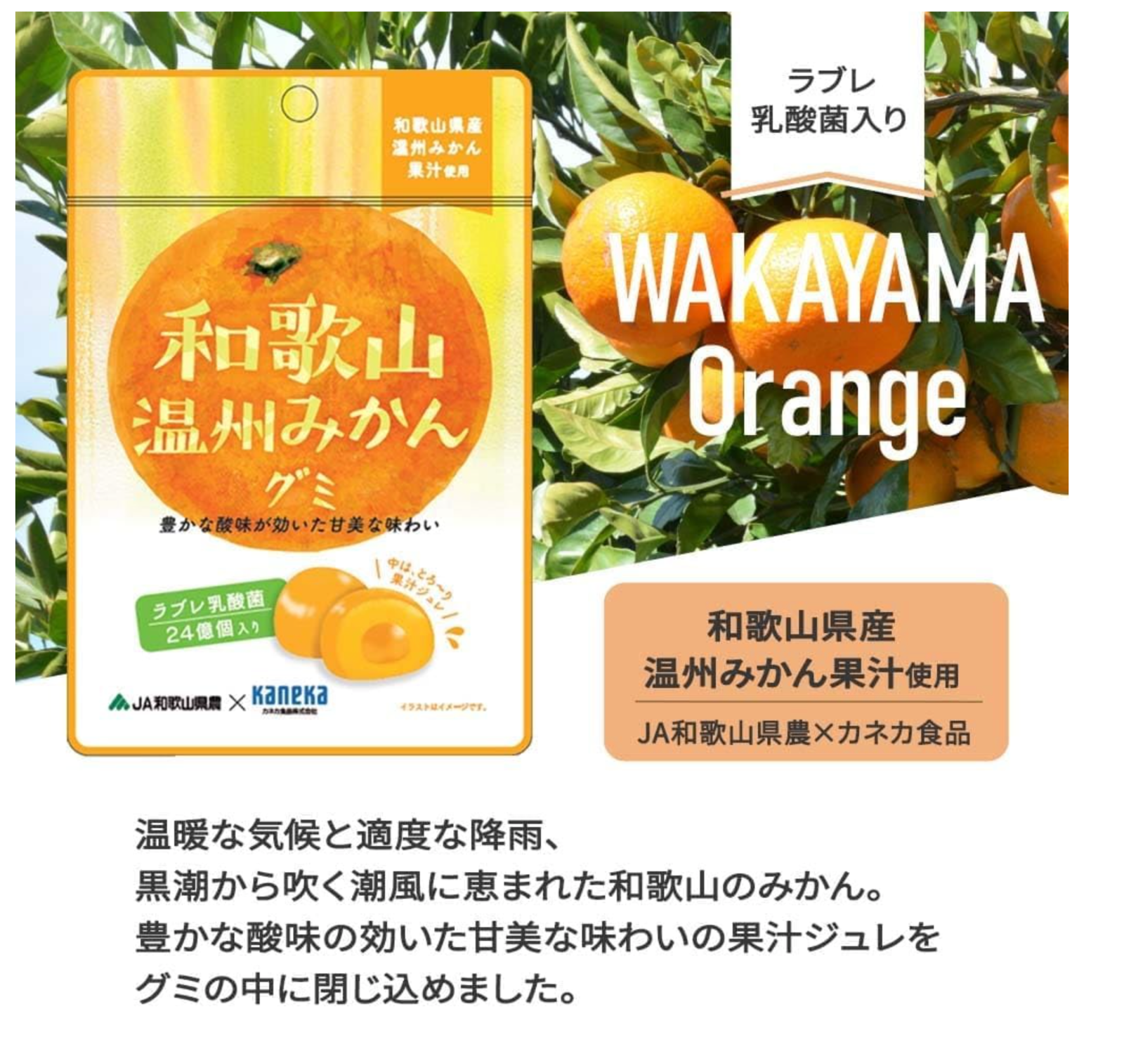 Six (6) Packs of Kaneka Japanese Luxurious Fruits Gummy-Wakayama Mandarin 1.4 oz